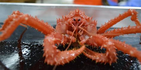  King Crab - Discover the Enigmatic Secrets of Deep-Sea Giants Possessing Razor Sharp Claws!