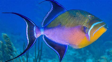  Queen Triggerfish!  A Tiny Terror With Bold Stripes and a Love for Coral Reef Chaos