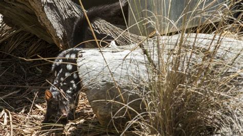  Quoll! 이 독특한 육식 포유류의 생존 전략은 정말 놀랍다!