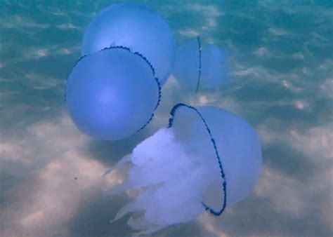  Rhizostoma pulmo: A Colorful, Pulsating Flower Hiding in Plain Sight!