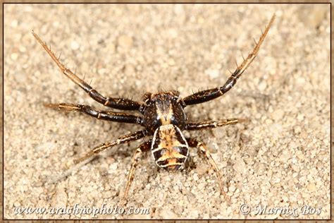  Xysticus!  The Curious Case of the Spider That Likes to Sunbathe and Hunt Like a Tiny, Eight-Legged Tiger