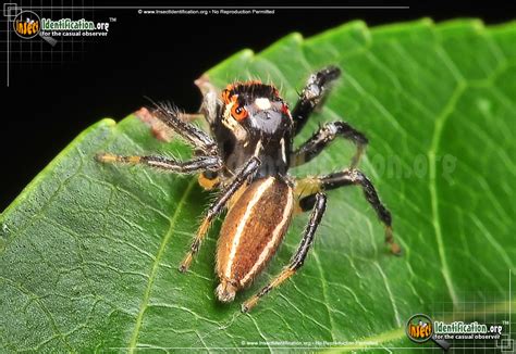  Jumping Spider!  This Tiny Predator Possesses Astonishing Leaping Abilities and Excels at Camouflaging Itself Among Foliage.