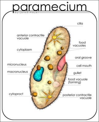  Paramecium! A Tiny Marvel That Dances With Deliciousness