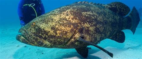   Queensland Grouper: A Deep-Sea Dweller with the Majesty of a King and the Curiosity of a Kitten!