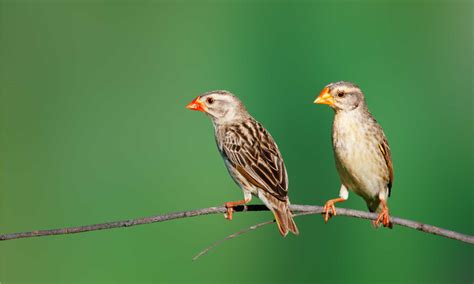  Quelea! The Tiny Bird That Embarks on Epic Migrations Across Vast African Plains