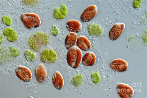  Rhodomonas - A Microscopic Algae that Glitters Like Gold Dust!