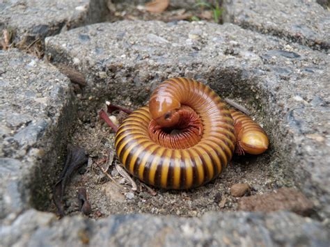  열개다리 곤충의 거대한 세계:  Yellow Millipede는 어떻게 그 황금빛 갑옷을 유지할까요?