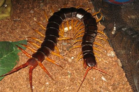  Vietnamese Centipede: A Curious Creature Sporting Thousands of Legs!