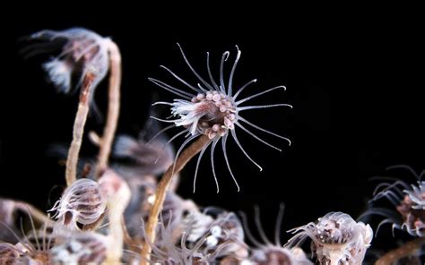  Xanioides!  A Beautiful Hydrozoan Colony That Swims and Glows Like Underwater Fireworks