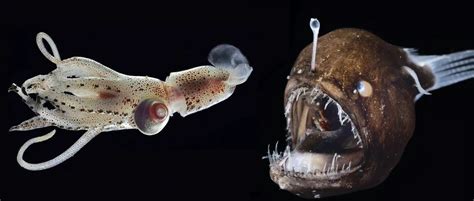   Xenotremus!  A Curious Creature That Exhibits Remarkable Adaptations for Parasitizing Its Fish Hosts